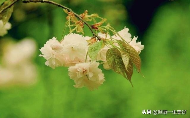 一句感悟人生的句子 人生，看透不如看淡图片