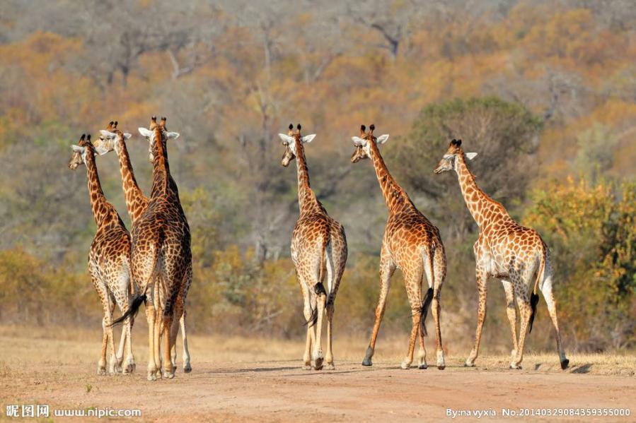 长颈鹿曾经被称为是麒麟？关于长颈鹿，你所不知道的趣闻小事-第3张图片-大千世界