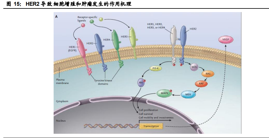 创新药行业专题报告：ADC药物迎来黄金时代