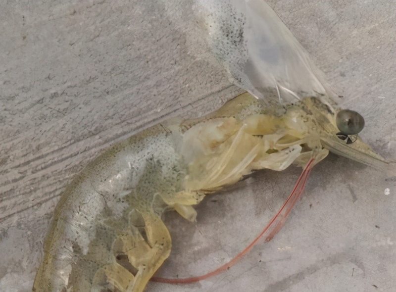快收藏！老虾农传授南美白对虾“软壳病”防治方法