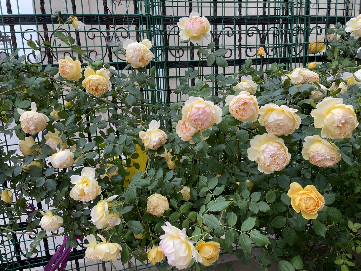 養花要謹記，5種情況下，不能亂施肥，澆一盆枯萎一盆