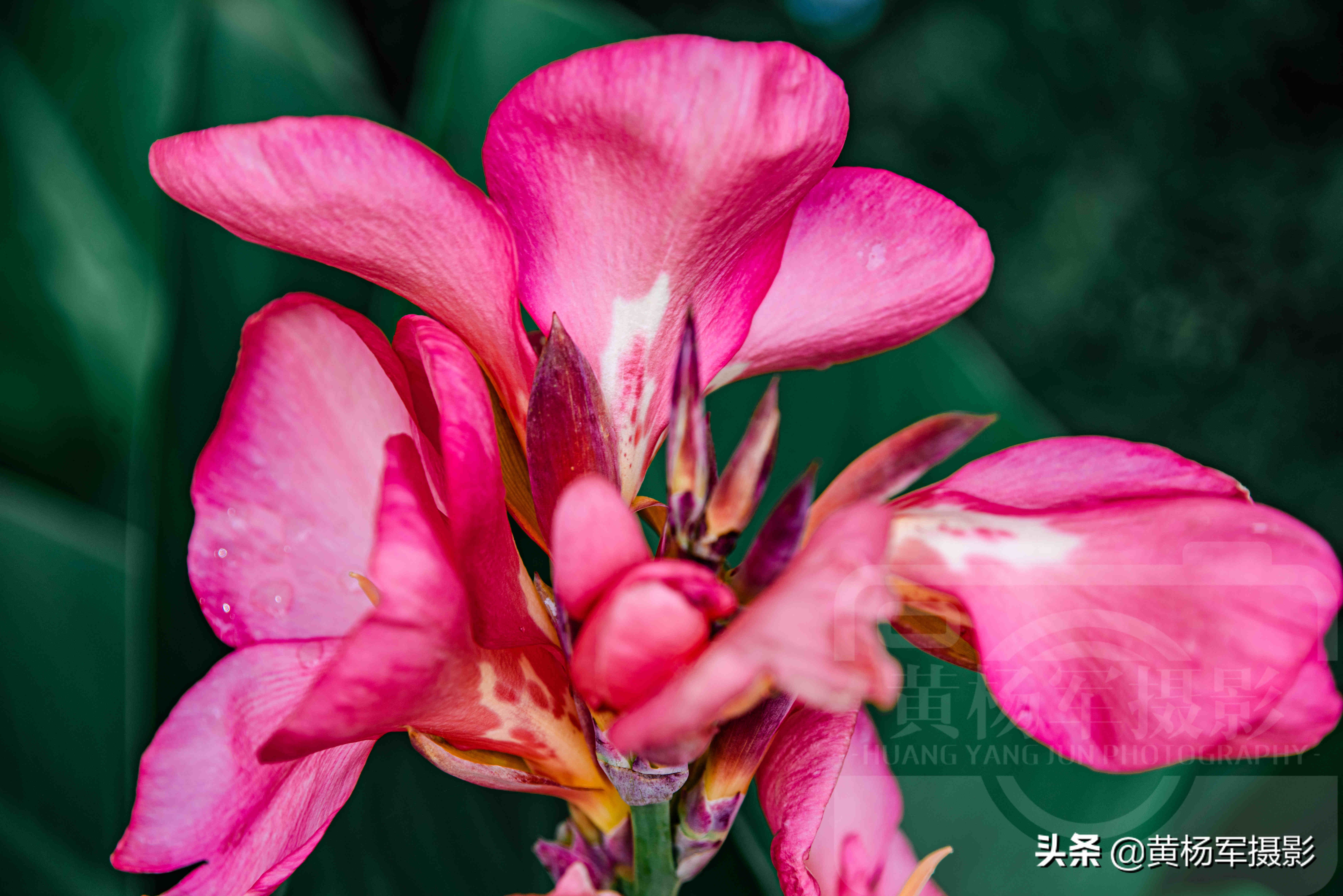 七月红艳怒放的美人蕉 花红叶绿的宿根植物非常熟悉 花开绚烂 黄杨军摄影 Mdeditor