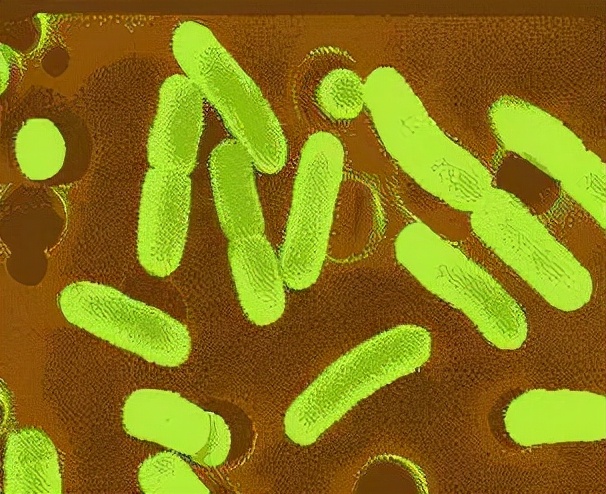 别让光合细菌变成毒药，这五点你注意到了吗？