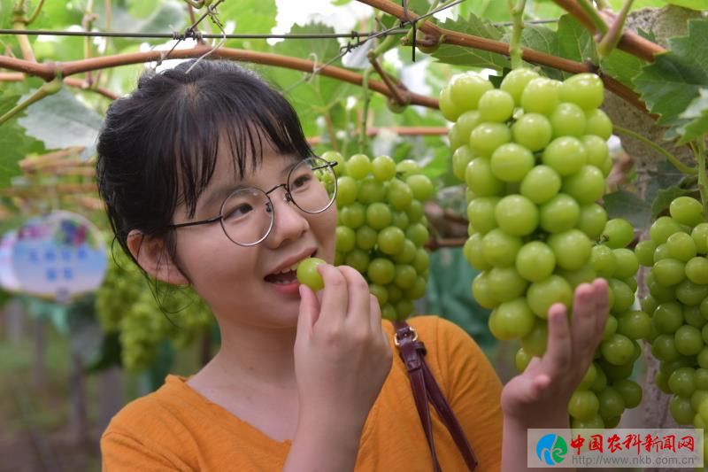 眉縣逸凡家庭農(nóng)場：“陽光玫瑰”葡萄成致富果