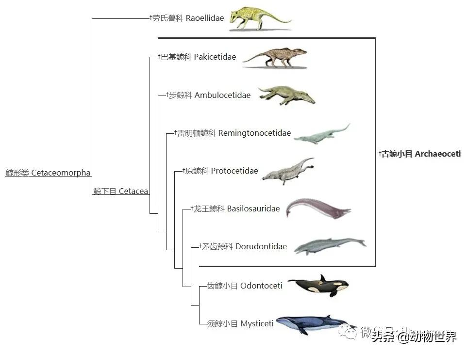 這頭古怪的野獸其實是“鯨魚”