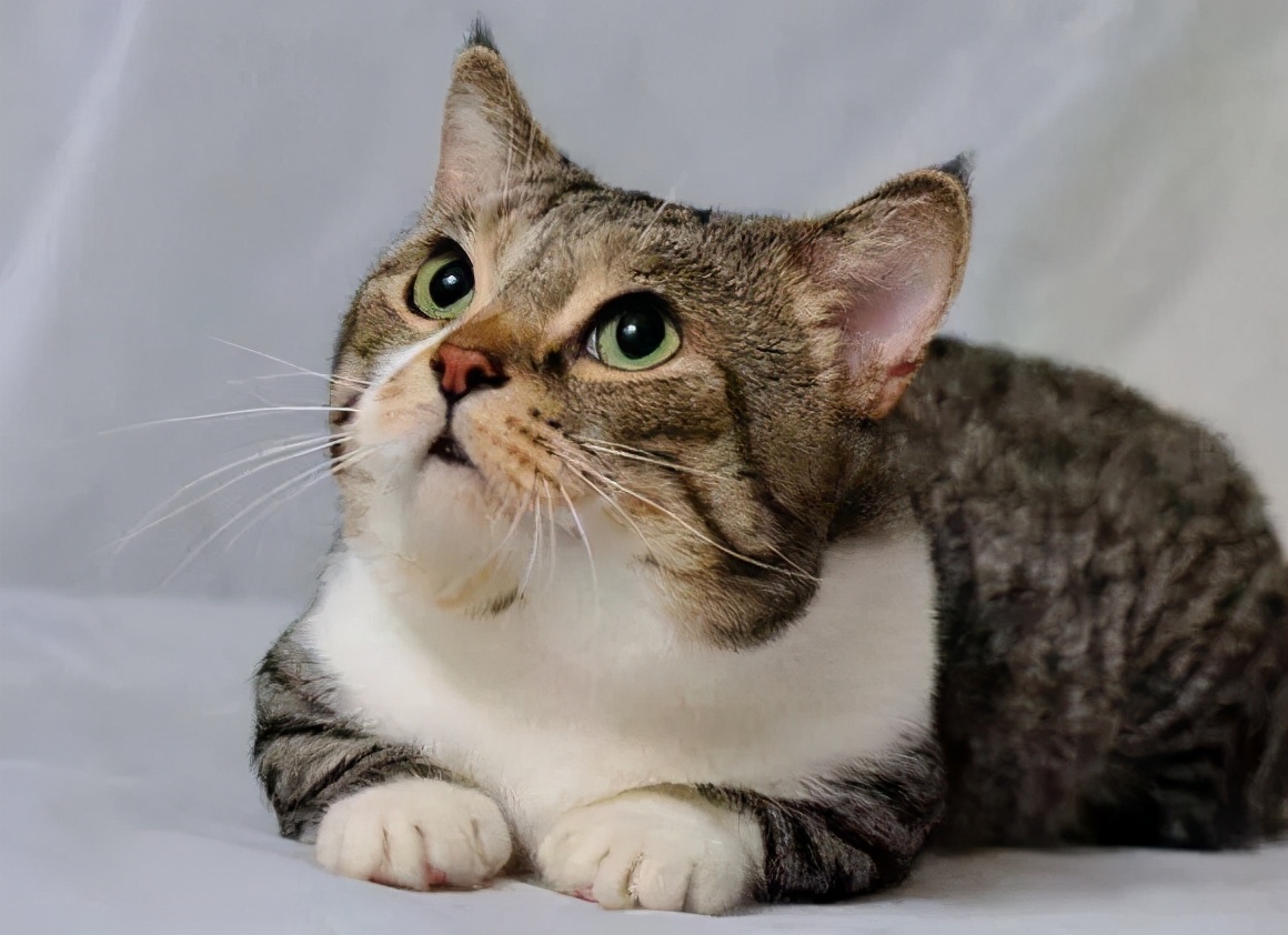 曼赤肯猫多少钱一只曼赤肯猫好养吗