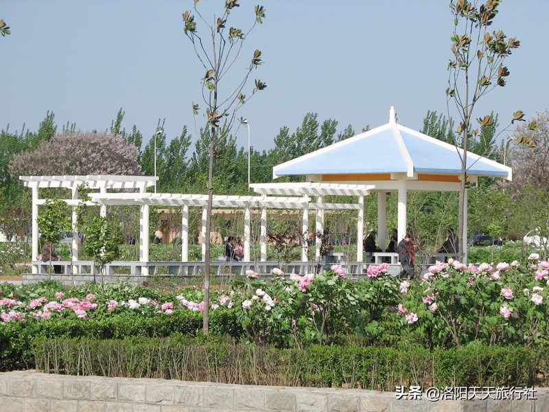 4月下旬洛阳市区牡丹园推荐，国际牡丹园，为什么能晚开花？