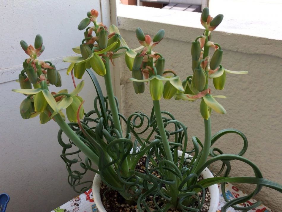 盆栽彈簧草養護指南 為啥葉子變直了 夏天容易枯萎怎麼辦 養花交流 Mdeditor