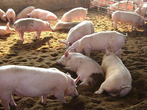生物发酵床养猪新技术