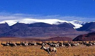 珍惜你所能看到的西域藏羚羊