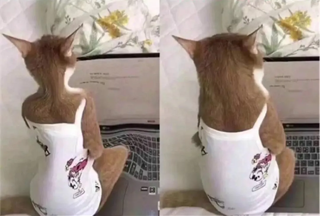 猫咪:抖音上你的身材和实际上你的身材,简直不能太现实