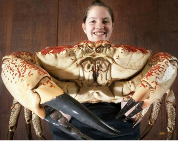 这种海鲜的形状酷似大象的鼻子,看似不美观但味道却鲜美至极,肉质嫩滑