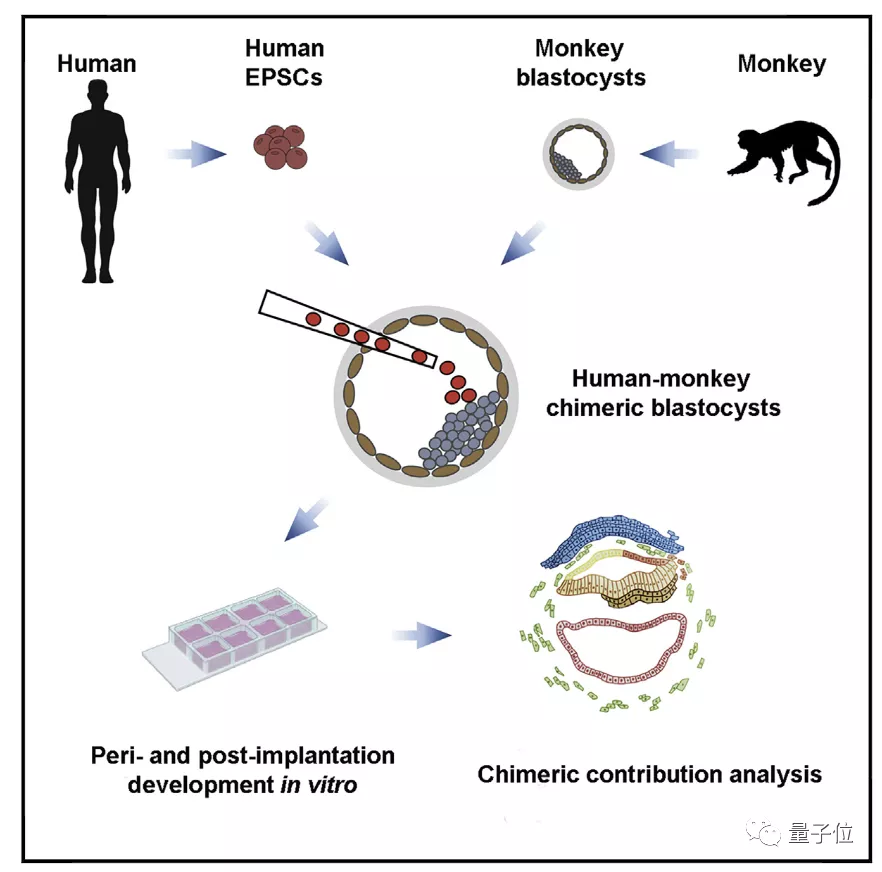 Cell：人猴“杂交”胚胎可存活，人类细胞占比高，中国科学家参与
