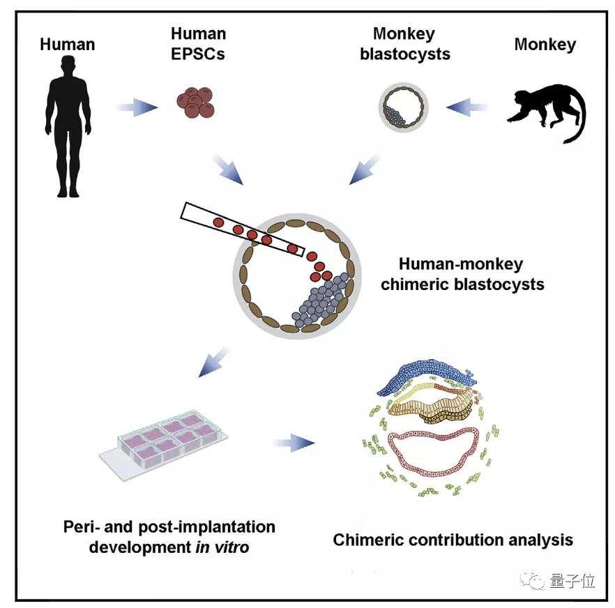 Cell 人猴 杂交 胚胎存活近20天 人类细胞占比高 中国科学家参与 量子位