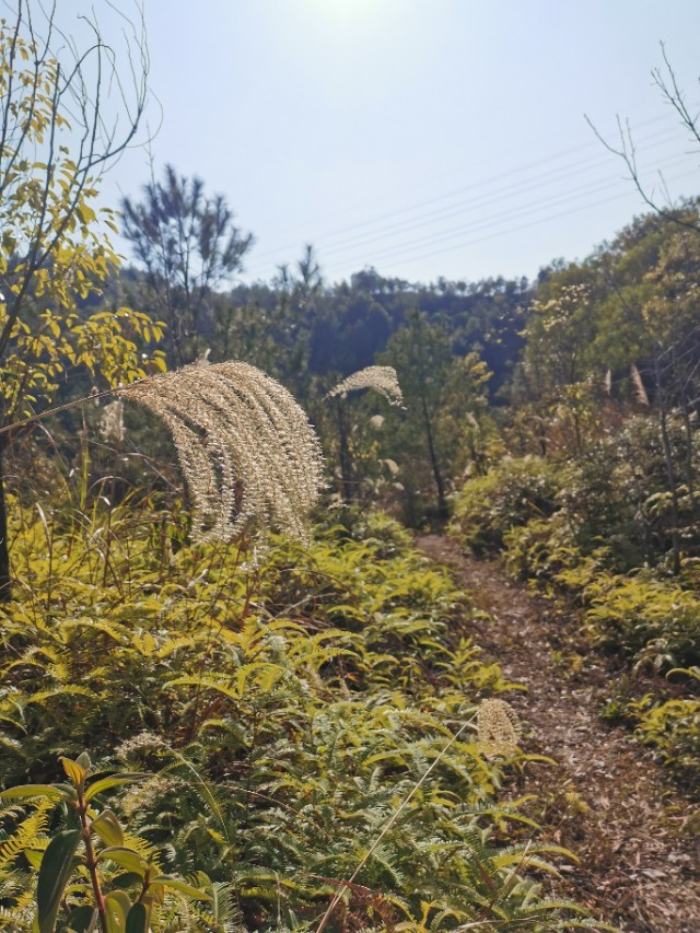 这个难忘的新年，我在客都梅州度过