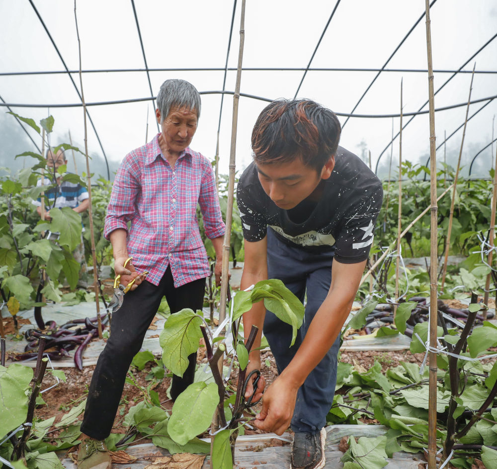 茄子高产有窍门，学会剪枝再生栽培，种一茬采摘2次，一亩多5000