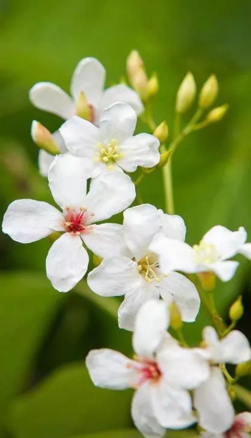 紫桐花发即清明，十二首桐花的诗词，又沉静又素雅-第25张图片-诗句网