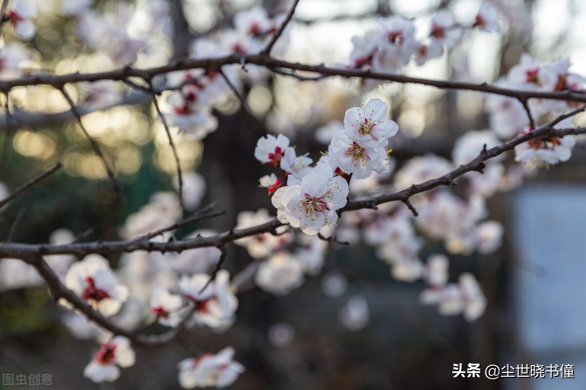 王安石这首诗短小精悍，不仅写得很美，同时还有着悲天悯人的情怀-第6张图片-非凡网