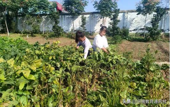 滑縣牛屯鎮(zhèn)中小學(xué)校慶祝農(nóng)民豐收節(jié)專題活動(圖13)