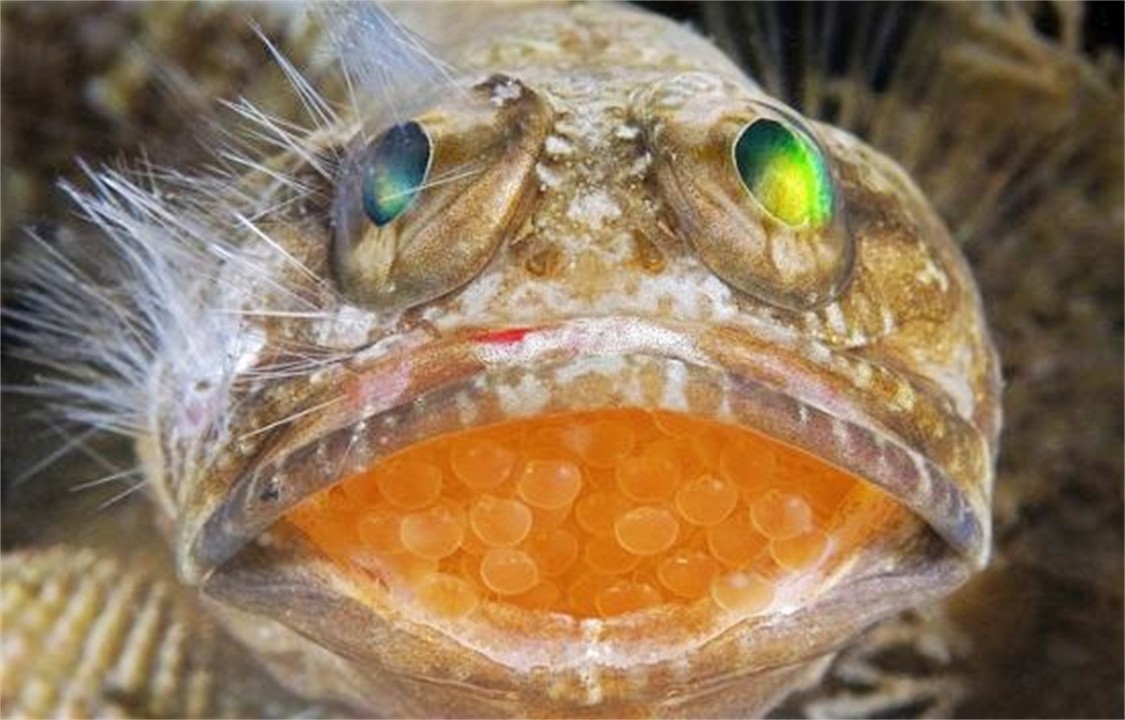 后颌鱼其貌不扬从爸爸的嘴里出生拥有惊人的繁殖方式