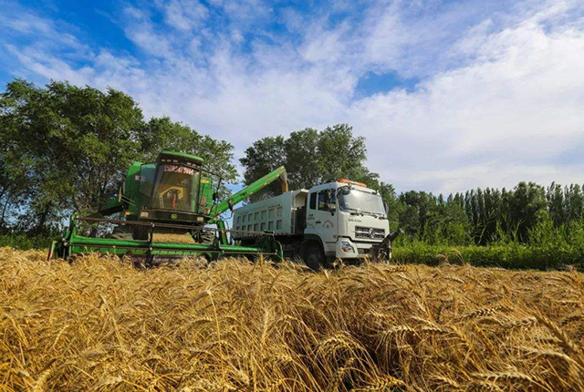 “天价”小麦让农民高兴异常，但收购价下跌，