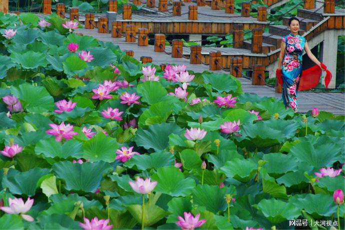 「发现许昌之美」莲城许昌荷花芳华绝代，让你看一眼惊艳整个夏天