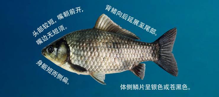 鲤科鱼类“六大鱼类”的生物学特征和辨析：草鲢鳙青和鲤鱼、鲫鱼