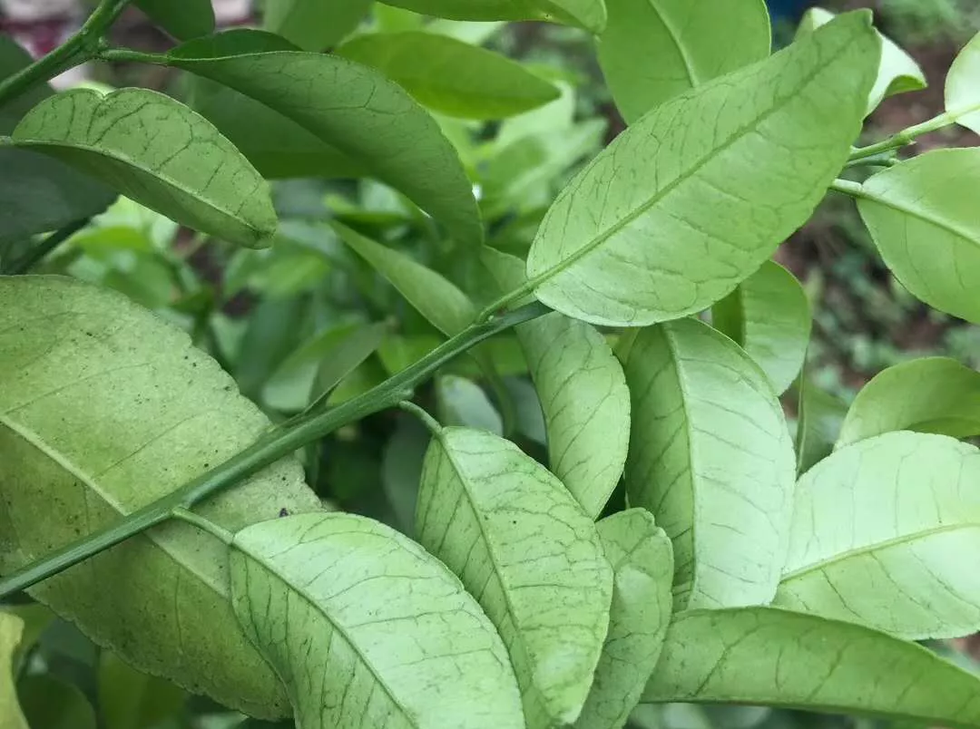 柑橘病毒病个个厉害，植株感染后终身受害，果农如何防控？