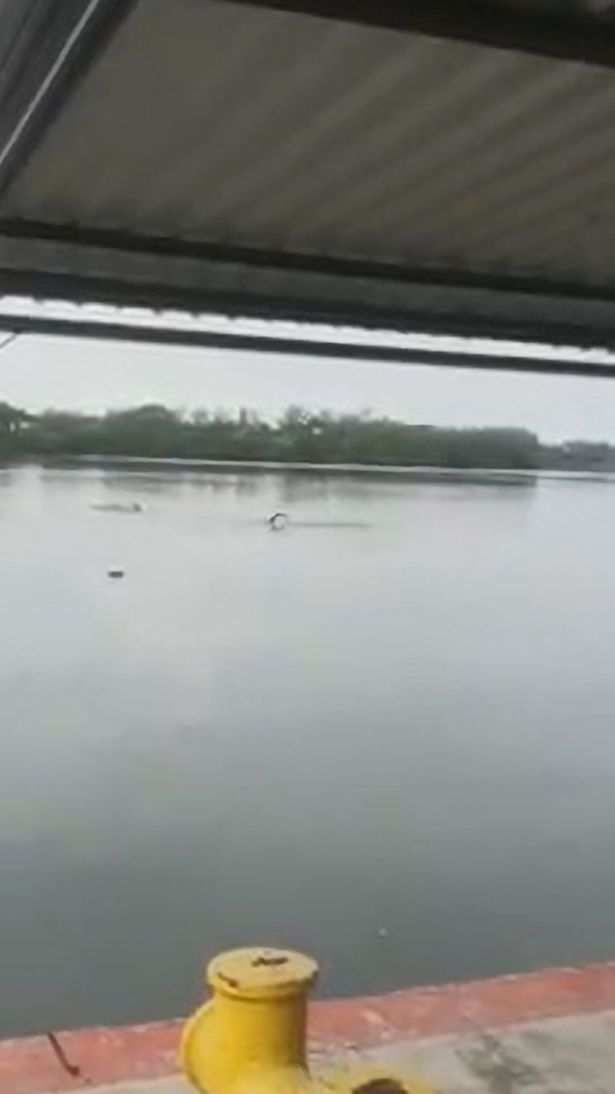 墨西哥男子在湖中游泳，竟被3米长巨鳄拖下水，双腿遭活活咬断