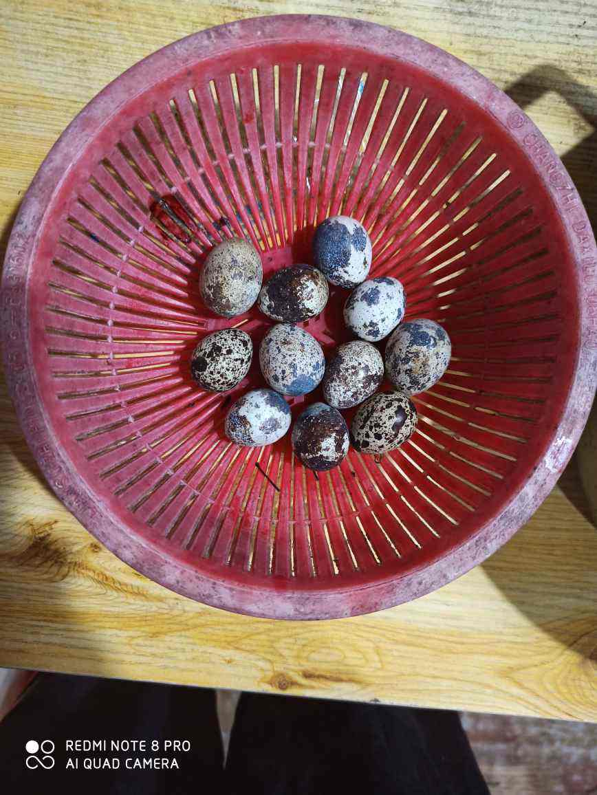 5種常見(jiàn)蛋類(lèi)，哪一種營(yíng)養(yǎng)含量更高？別再吃錯(cuò)了