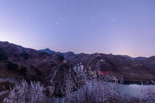 靜謐的夜色中，看花與星空的對話