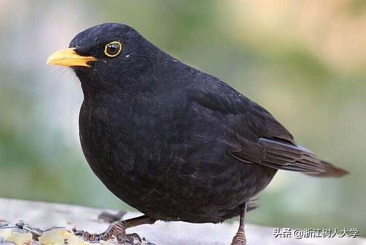 疫情归来后的小惊喜｜别人家的“新舍友”前来