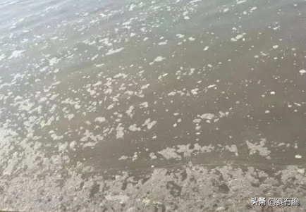 池塘出现泡沫、油膜水如何处理？
