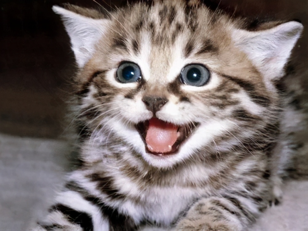 一组猫咪微笑的温暖图片：看完后心情都愉悦了