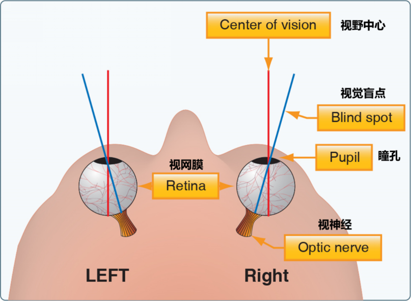 香港科大设计出世界首个3D人工眼球，比人眼看得更远更清楚