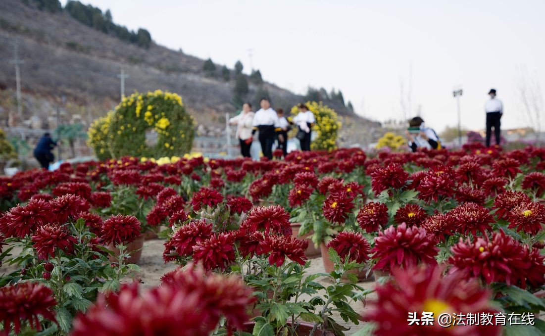 唐县举办首届华峪菊花节 2万株菊花等你来