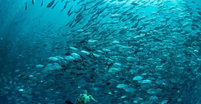 万米深海下的鱼到底有多恐怖，这已经不是鱼了