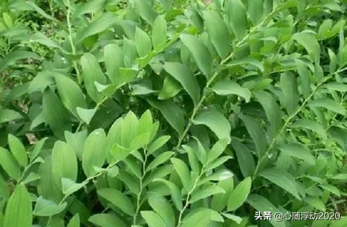 乡间1野草，其貌不扬却有大名堂，药效不错对身体有好处，记得摘