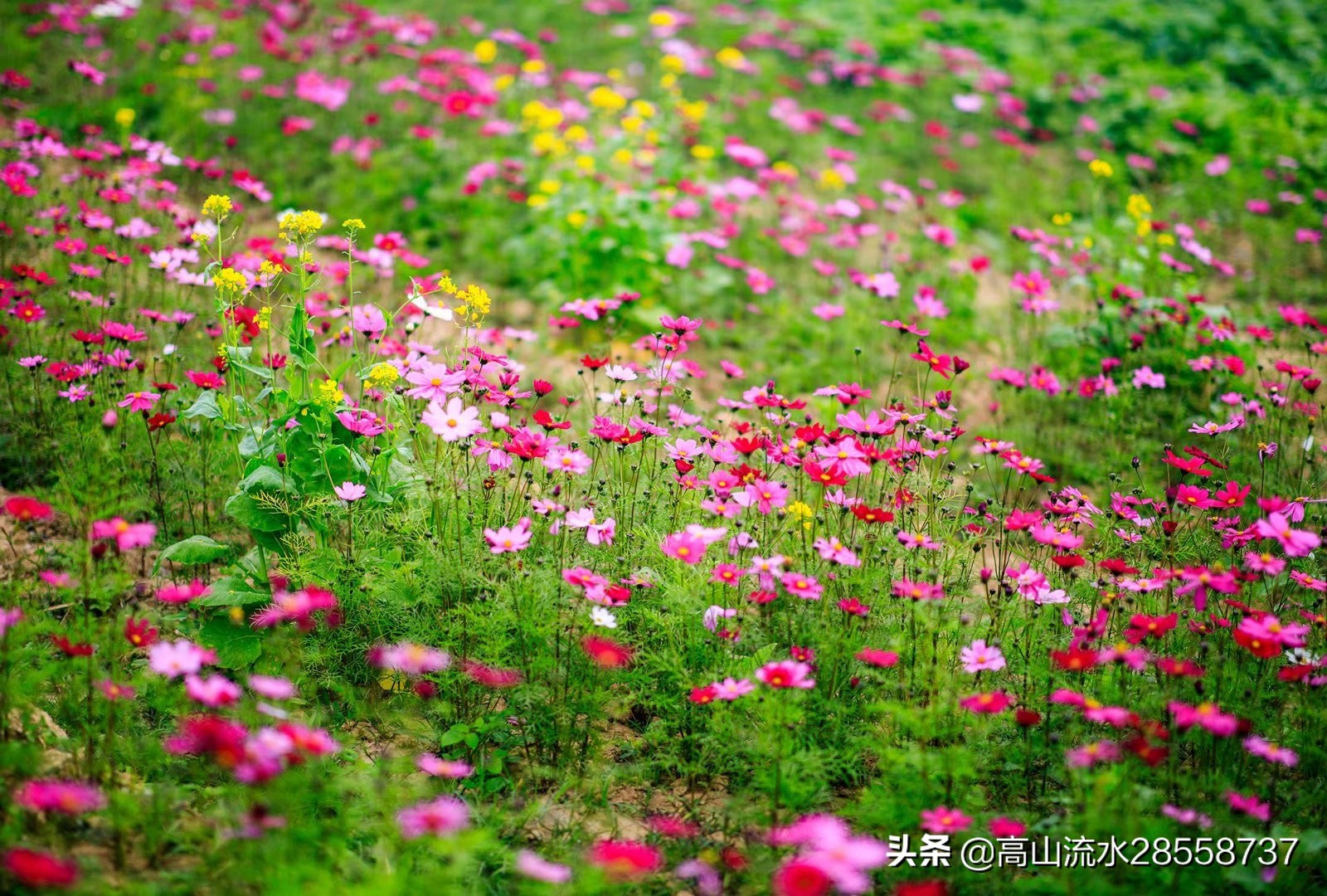 格桑花寓意是什么（生命力顽强的一种花有这么美好的含义）