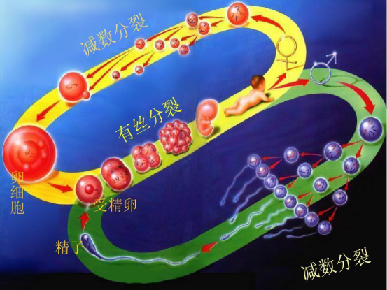 為什麽孫子會長得像祖父祖母？搜集大量資料後，終於找到答案