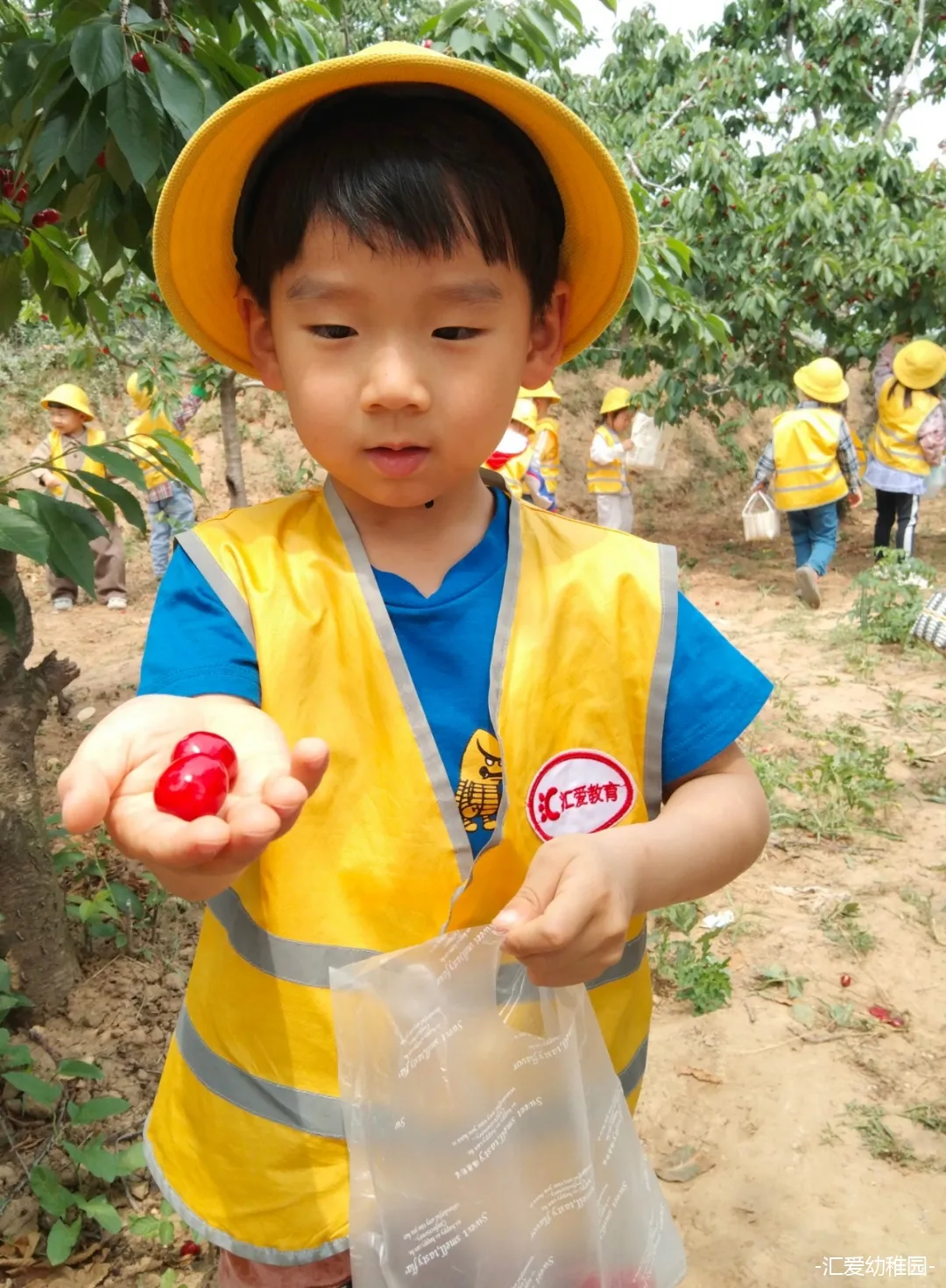 秦岭路汇爱幼稚园丨没有甜甜的文案，只有甜甜的樱桃