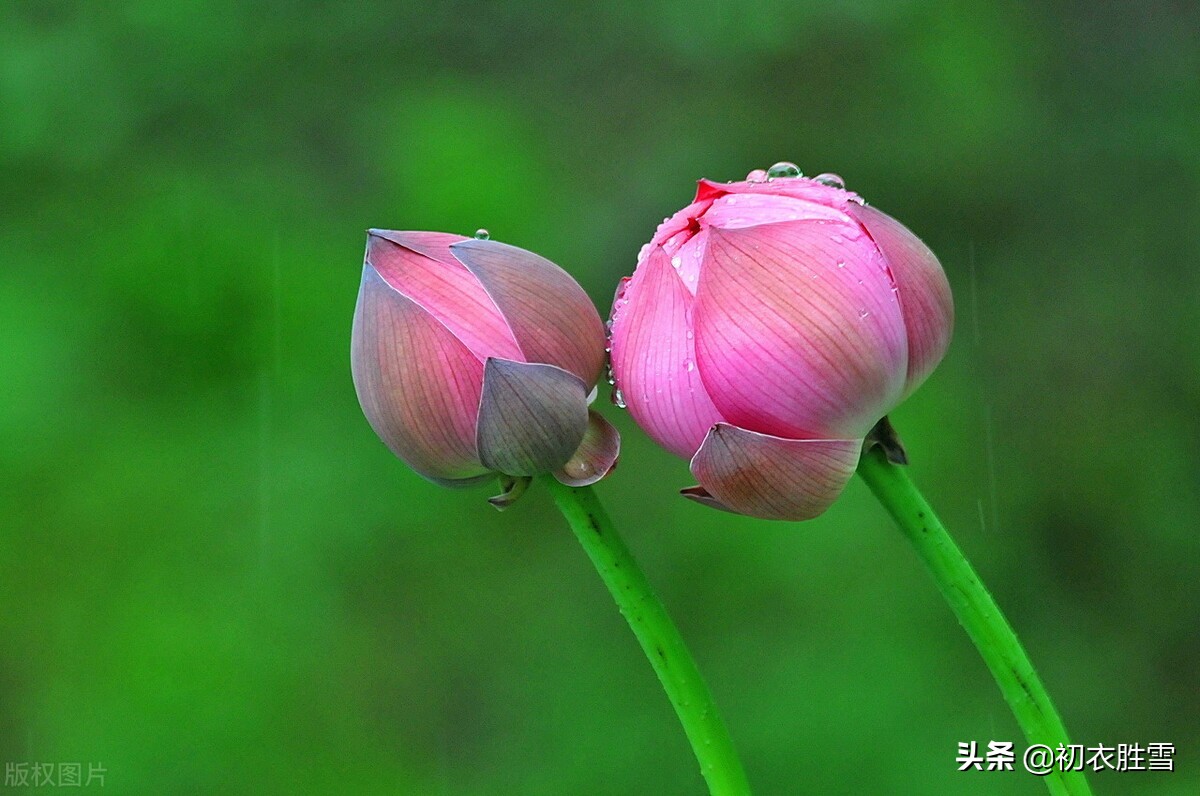 雷雨荷花两首，李商隐的忧郁惆怅，欧阳修的清丽动人，都是相思-第4张图片-诗句网