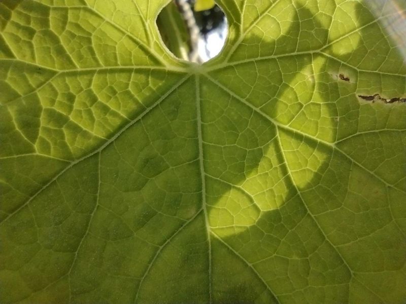 印度市场专供：中低端机Moto G9评测