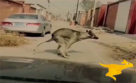 搞笑gif神评:女友首次开车上路,让人操碎了心