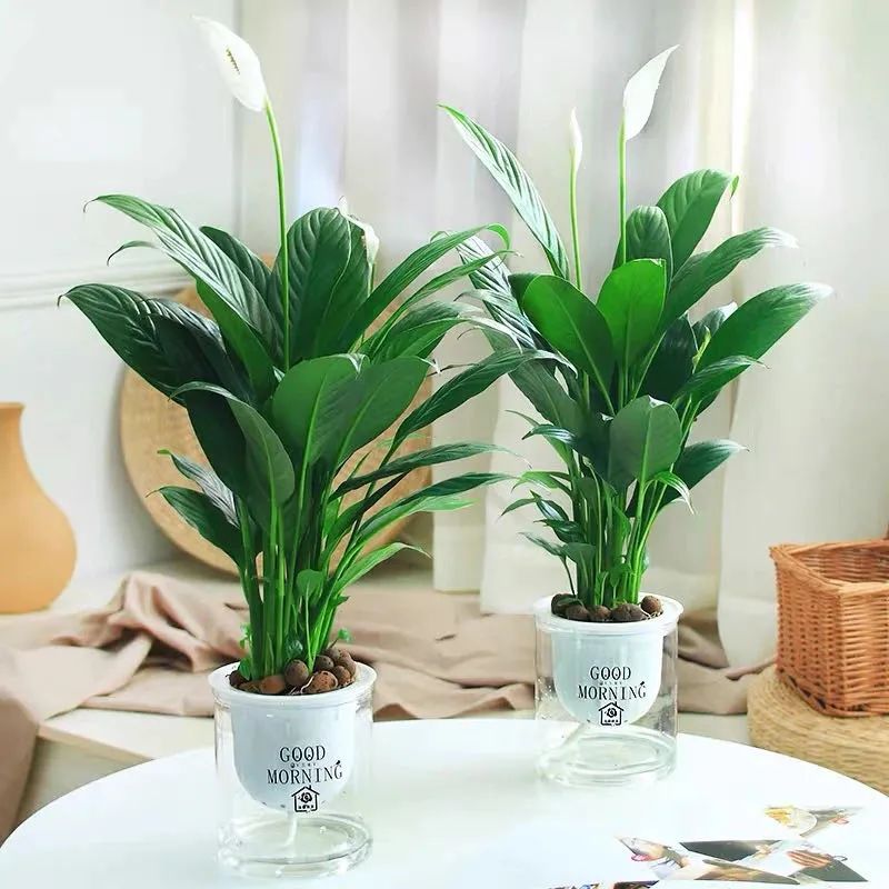 五种小盆栽,耐阴又好养,办公室养几盆,增财运,旺事业