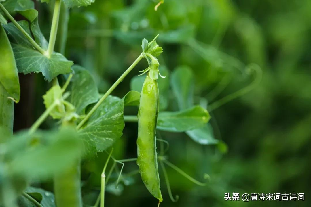 青杏尚小豆荚肥-第2张图片-非凡网 青杏尚小豆荚肥-第2张图片-非凡网