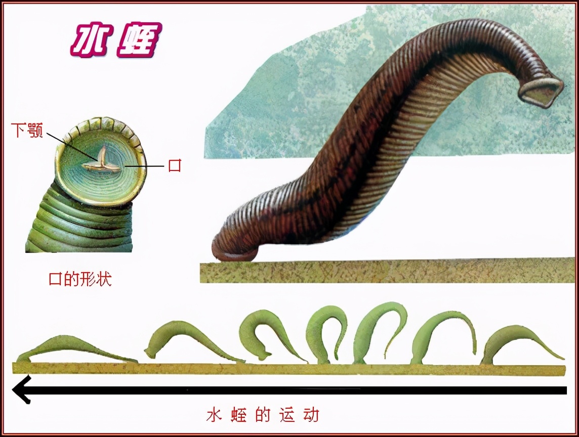 水蛭如果不小心被吃进肚子中它还会在人体内长期存活吗