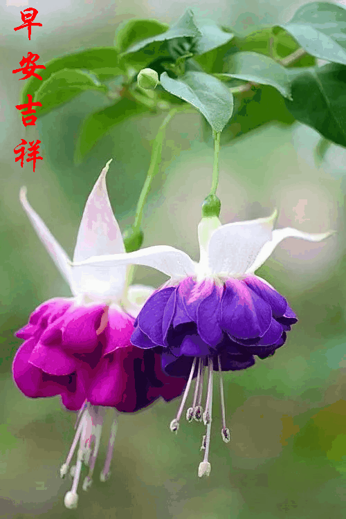早上好动态图片带字和鲜花 早上好图片大全图片