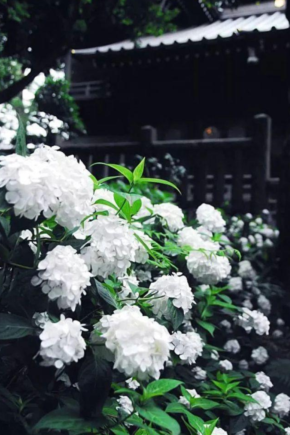十首最美的夏日诗词，感受夏天的浪漫，愿你度过一个美好的夏天-第15张图片-非凡网