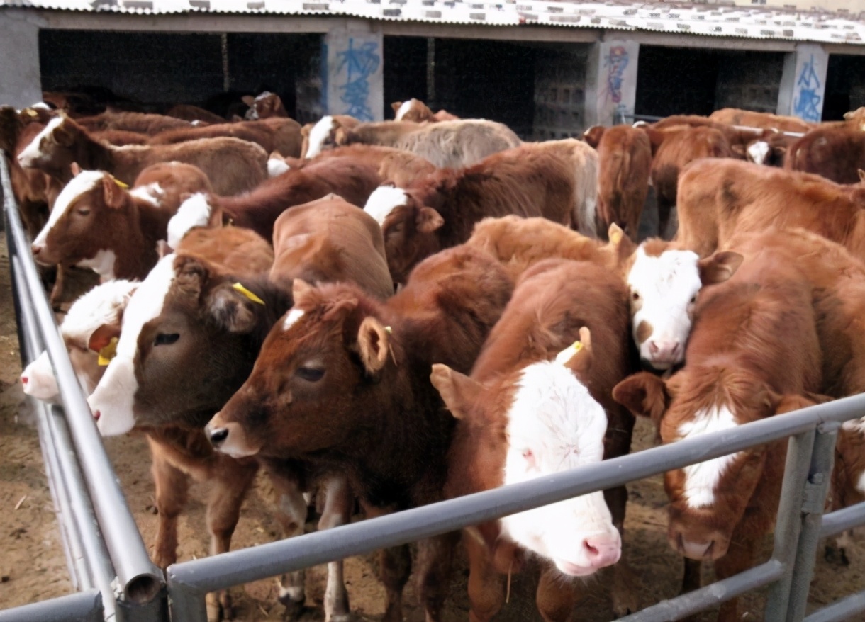 Just began to raise a cattle 2021, don't have late after all? Listen senior raise bovine door how to say